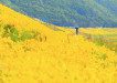 Yellowworld - Tief in der Krise